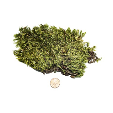 Josh's Frogs Dried Mood Moss Ideal for Terrariums and Crafts