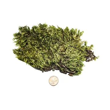 Josh's Frogs Dried Mood Moss Ideal for Terrariums and Crafts