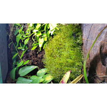 Josh's Frogs Dried Mood Moss Ideal for Terrariums and Crafts