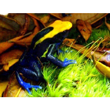 Josh's Frogs Dried Mood Moss Ideal for Terrariums and Crafts