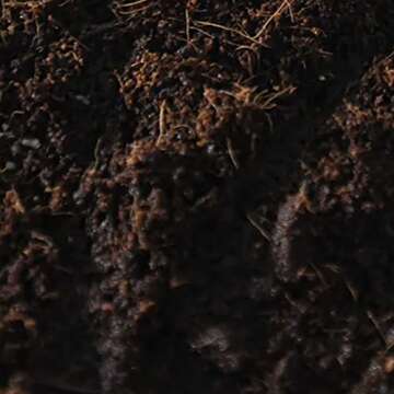 Boomr Bag 5 lb Sterile Mushroom Substrate for Maximum Yield