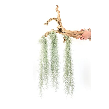 3 Pack Thick Colombian Spanish Moss Live Strands with Wire Hook - Tillandsia Usneiodes - Live Tillan...