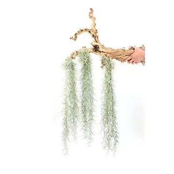 3 Pack Thick Colombian Spanish Moss Live Strands with Wire Hook - Tillandsia Usneiodes - Live Tillan...