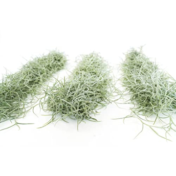3 Pack Thick Colombian Spanish Moss - Tillandsia Usneiodes