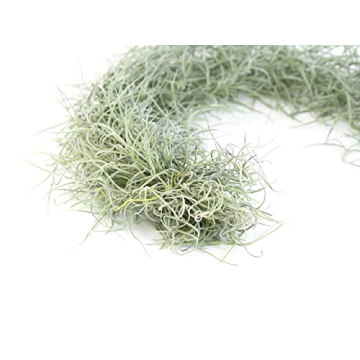 3 Pack Thick Colombian Spanish Moss - Tillandsia Usneiodes