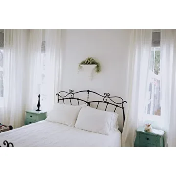 3 Pack Thick Colombian Spanish Moss - Tillandsia Usneiodes