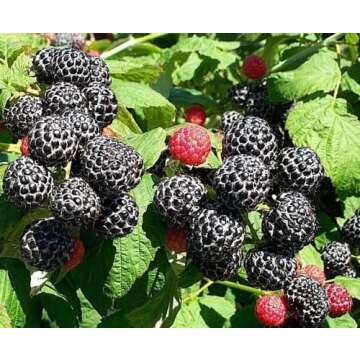 Black raspberry hardy perennial live plant