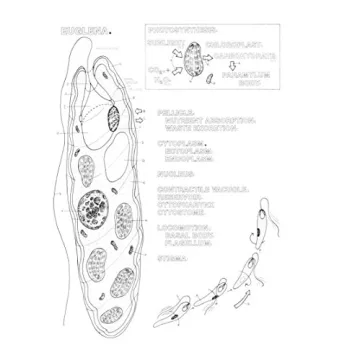 The Zoology Coloring Book for Nature Lovers and Artists
