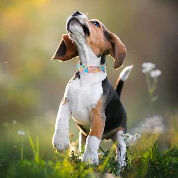 Unique Style Paws Easter Dog Collar for All Sizes