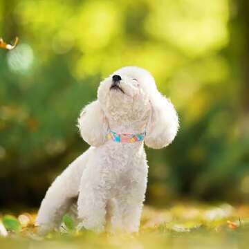 Unique Style Paws Easter Dog Collar for All Sizes