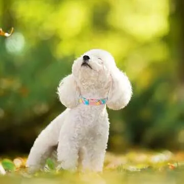 Unique Style Paws Easter Dog Collar for All Sizes