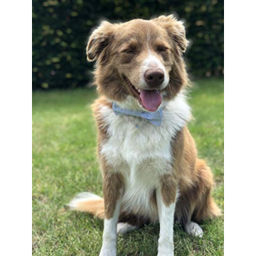 Unique Bowtie Pet Collar for Dogs and Cats in 6 Sizes