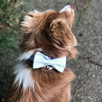 Unique Bowtie Pet Collar for Dogs and Cats in 6 Sizes