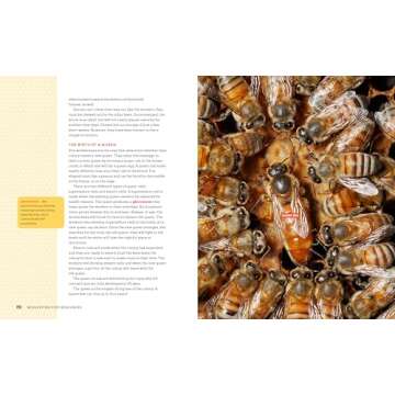 Beekeeping for Beginners: How To Raise Your First Bee Colonies