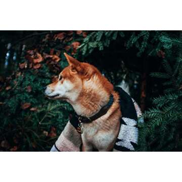 Embark Pets Zion Dog Rope Collar (Medium, Navy Blue)