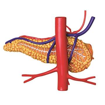 4D-Vision Human Stomach Anatomy Model for Education