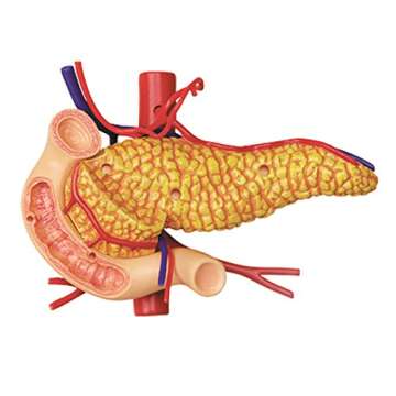 4D-Vision Human Stomach Anatomy Model for Education