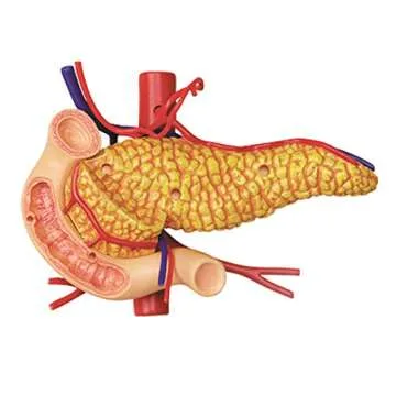 4D-Vision Human Stomach Anatomy Model for Education
