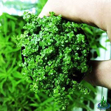 Greenpro Dwarf Baby Tears Hemianthus Callitrichoides Cuba Potted Java Moss Live Aquatic Plants for A...