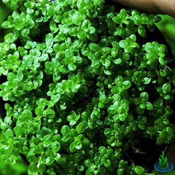 Greenpro Dwarf Baby Tears Live Aquatic Plants for Freshwater Tanks