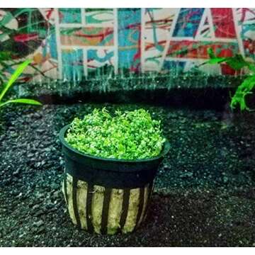 Greenpro Dwarf Baby Tears Live Aquatic Plants for Freshwater Tanks