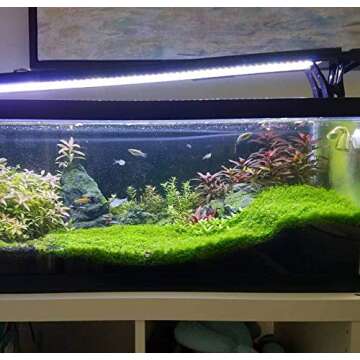 Greenpro Dwarf Baby Tears Live Aquatic Plants for Freshwater Tanks