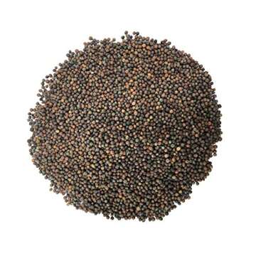 Food to Live Kale Seeds, 3 Pounds – Great for Sprouting and Planting, High Germination Rate, Non-Irradiated, Kosher, Vegan, Bulk, Grow Amazing Sprout, Microgreens and Plants for Salads, Sirtfood