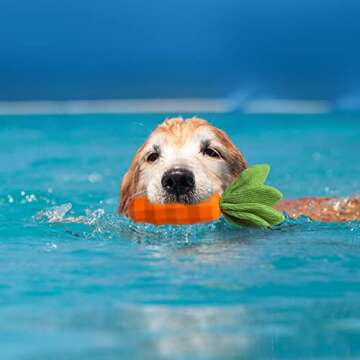 MewaJump Interactive Dog Toys, Durable Dog Chew Toy for Aggressive Chewers Rubber Pet Toy Dog Dental Chew for Small, Medium Breed