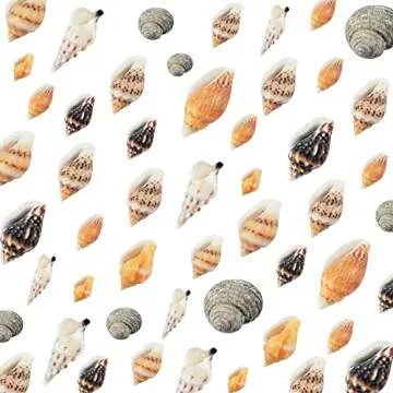 Weoxpr 2000 Pcs Tiny Seashells for Crafting and Decor