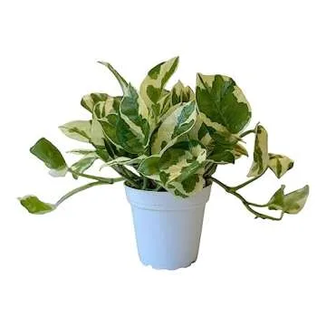 Hopewind Plants Shop Pothos N’Joy Live Indoor Plant, 4 inch Pot, Variegated White and Green Leaves...