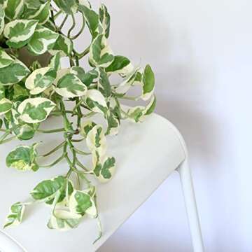 N'Joy Pothos Live Plant - Easy Care Indoor Decor