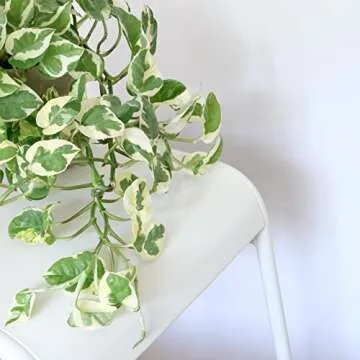 N'Joy Pothos Live Plant - Easy Care Indoor Decor