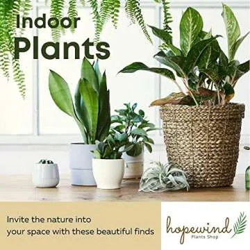 N'Joy Pothos Live Plant - Easy Care Indoor Decor