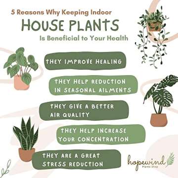 N'Joy Pothos Live Plant - Easy Care Indoor Decor