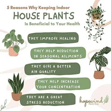 N'Joy Pothos Live Plant - Easy Care Indoor Decor