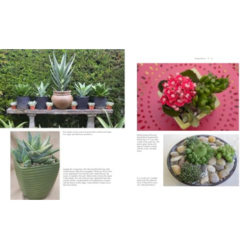 Discover the Art of Succulent Container Gardens Today