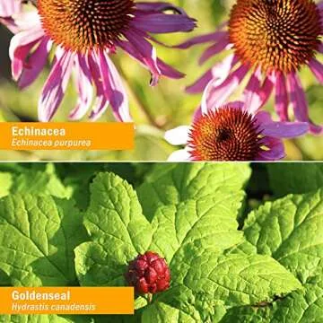 Herb Pharm Organic Rapid Immune Boost: Fast-Absorbing Tincture for Adults, Echinacea Tincture with Goldenseal, Ginger Extract & Elderberry, Immune Support Supplement & Wellness Aid, 4 Oz