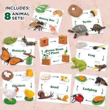 Life Cycle Science Kit Montessori Realistic Figurine, Kids Animal Matching Game with Frog, Ladybug and More Includes 32-Piece, Fun Learning Education Toys Stocking Stuffers for Children 3 4 5 6 7 8