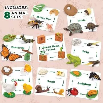 Life Cycle Science Kit Montessori Realistic Figurine, Kids Animal Matching Game with Frog, Ladybug and More Includes 32-Piece, Fun Learning Education Toys Stocking Stuffers for Children 3 4 5 6 7 8