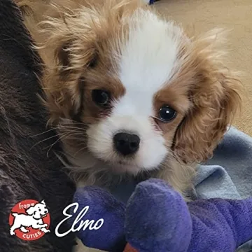 Fromm Puppy Gold Premium Dry Dog Food for Puppies - 5 lb