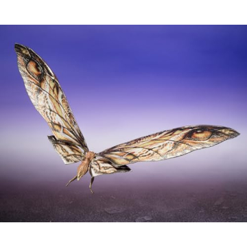 S.H.MonsterArts SUKO & Mothra Action Figures 2024