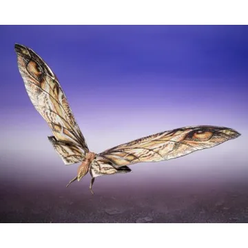 S.H.MonsterArts SUKO & Mothra Action Figures 2024