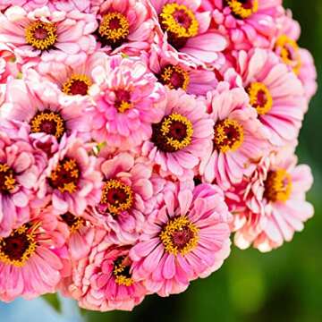 Eden Brothers Zinnia Seeds - Illumination, Non-GMO Seeds for Planting, Packet | Low-Maintenance Flower Seeds, Plant During Spring, Zones 3, 4, 5, 6, 7, 8, 9, 10