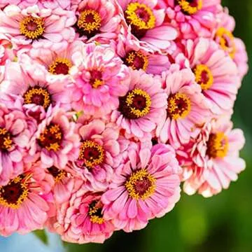 Eden Brothers Zinnia Seeds - Illumination, Non-GMO Seeds for Planting, Packet | Low-Maintenance Flower Seeds, Plant During Spring, Zones 3, 4, 5, 6, 7, 8, 9, 10