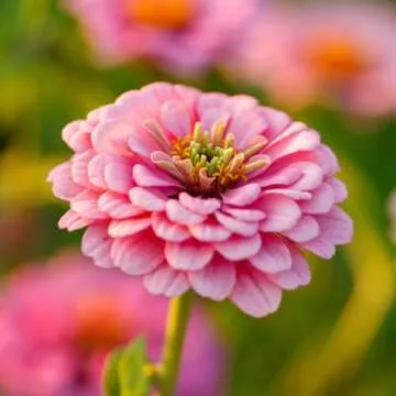 Eden Brothers Zinnia Seeds - Illumination, Non-GMO Seeds for Planting, Packet | Low-Maintenance Flower Seeds, Plant During Spring, Zones 3, 4, 5, 6, 7, 8, 9, 10