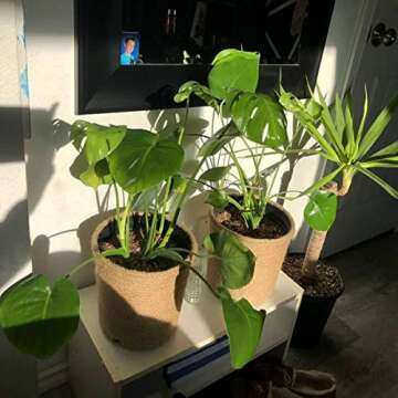 Natural Jute Rope Hemp Rope for DIY Crafts and More