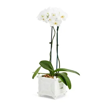 Two's Company Bamboo Cachepot White Ceramic 7.75 Inch