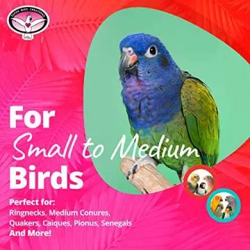 Super Bird Creations SB741 Seagrass Mini Activity Wall with Colorful Foraging Toys for Parrots, Medium Size, 9” x 7” x 2”