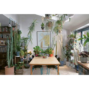 The Plant Rescuer: Essential Guide for Houseplant Care