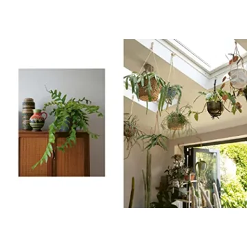 The Plant Rescuer: Essential Guide for Houseplant Care